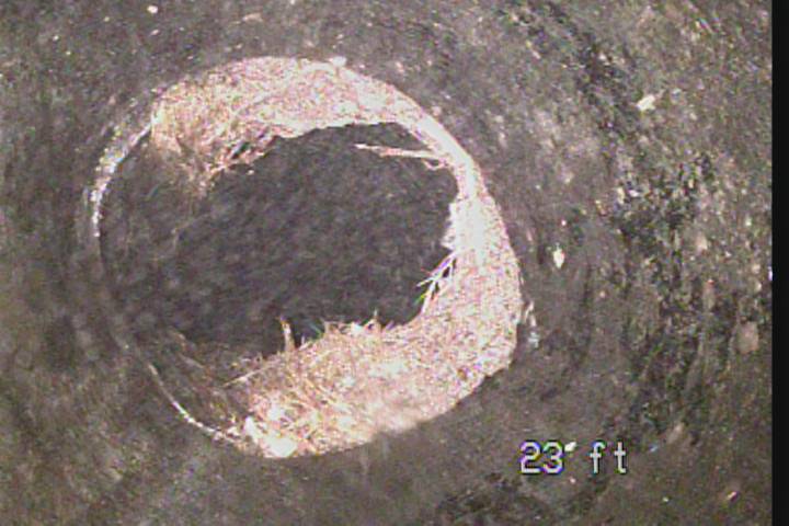 sewer line roots